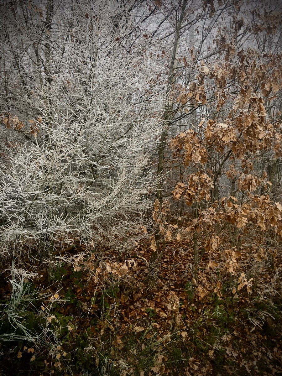 ZwergsTweet's tweet photo. Love those colors... 🍂🌾 #colorsofwinter #nature #otzenhausen https://t.co/n1czBnlBfW