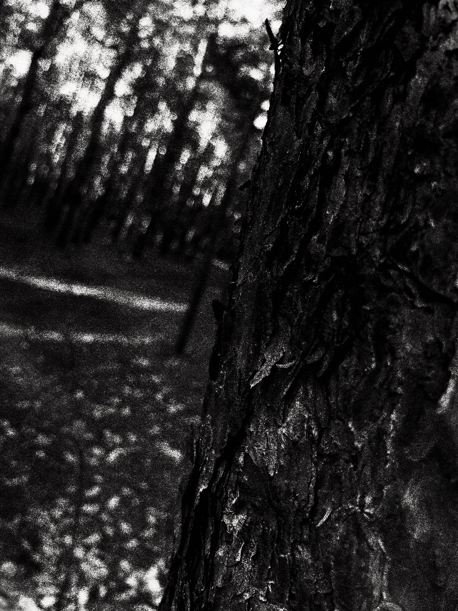 quothron's tweet photo. 𝔏𝔬𝔬𝔨𝔦𝔫𝔤 ℑ𝔫𝔱𝔬 𝔱𝔥𝔢 𝔓𝔞𝔰𝔱 #photo #photography #dark #darkphotography #darkphoto #darkatmosphere #darkaesthetic #atmosphere #aesthetic #blackandwhite #blackandwhitephotography #blackandwhitephoto #darkforest #forest #forestphoto #nature #blackmetal #poland #pagan https://t.co/ABXXbky4JX