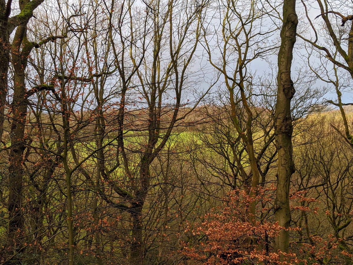 Green field and grey sky behind mostly bare trees, with amber leaves still adhering in places