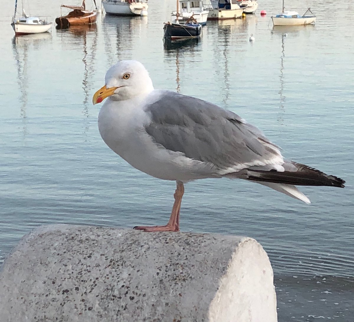 Patrick_Kunkel's tweet image. 23/24
#TwitterTürchen
Es #mövt... (läuft2.0)