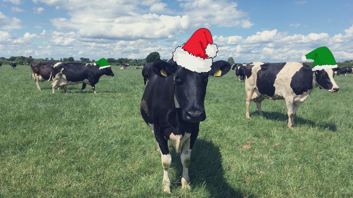 goodnus_ltd's tweet photo. ๐
๐ผ Meet our Santa-Cow-Claus and his Elves ๐ฎ they have been very busy getting your orders ready for the final delivery tomorrow before Christmas ๐#hardworkers #christmascow #santacow #elves #milk #londondeliveries #essexdeliveries https://t.co/Qiw1J38c5f