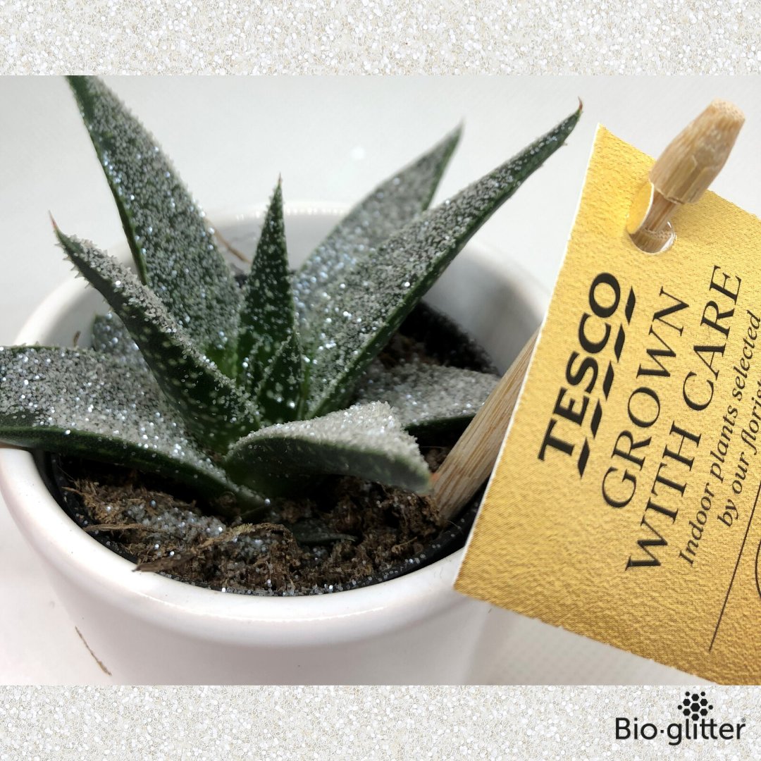 Bio_Glitter's tweet photo. 🌵🌱🍃🌿💚Although designed for use in cosmetics, Cosmetic Bioglitter™ PURE is perfect for horticulture applications.

#glitter #ecobeauty #ecofriendlybeauty #stopsingleuseplastic #ecofriendly #ecofriendlyproducts #plasticfreeliving #cosmetics #cosmeticglitter #ecocosmetics https://t.co/9bRwry33yI