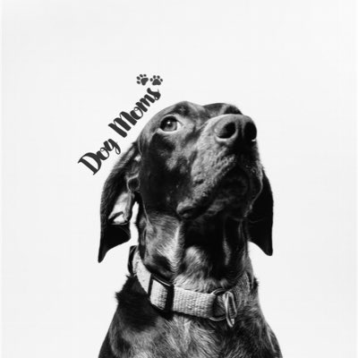 dogmomsgroup's tweet photo. #NewProfilePic https://t.co/ldgRlDeh5p