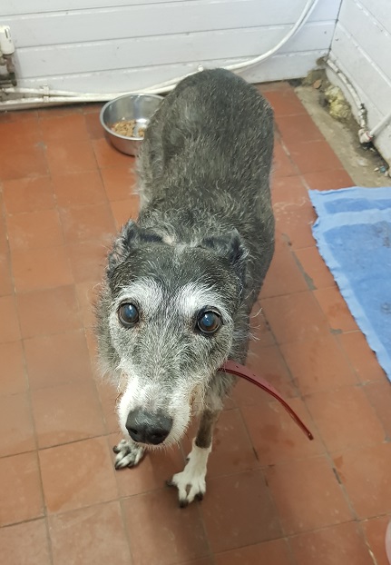 Please can you help us share Doris's story? She deserves some happiness and we need a miracle (or lots of shares to help the right person find her) to help her get it. Read her story, it's heartbreaking but reveals why we're so desperate to help her - dogsblog.com/doris-36/