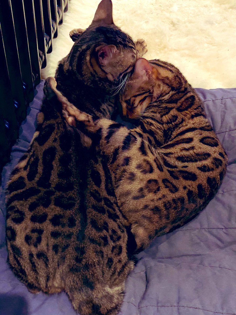 BengalWilma's tweet photo. Give everyone a special christmas hug ๐ฝ๐พ๐ปโฃ๏ธ #XmasHug #RadiatorGuards #LittleFrank #GorgeousWilma https://t.co/YmfIDjPyjS