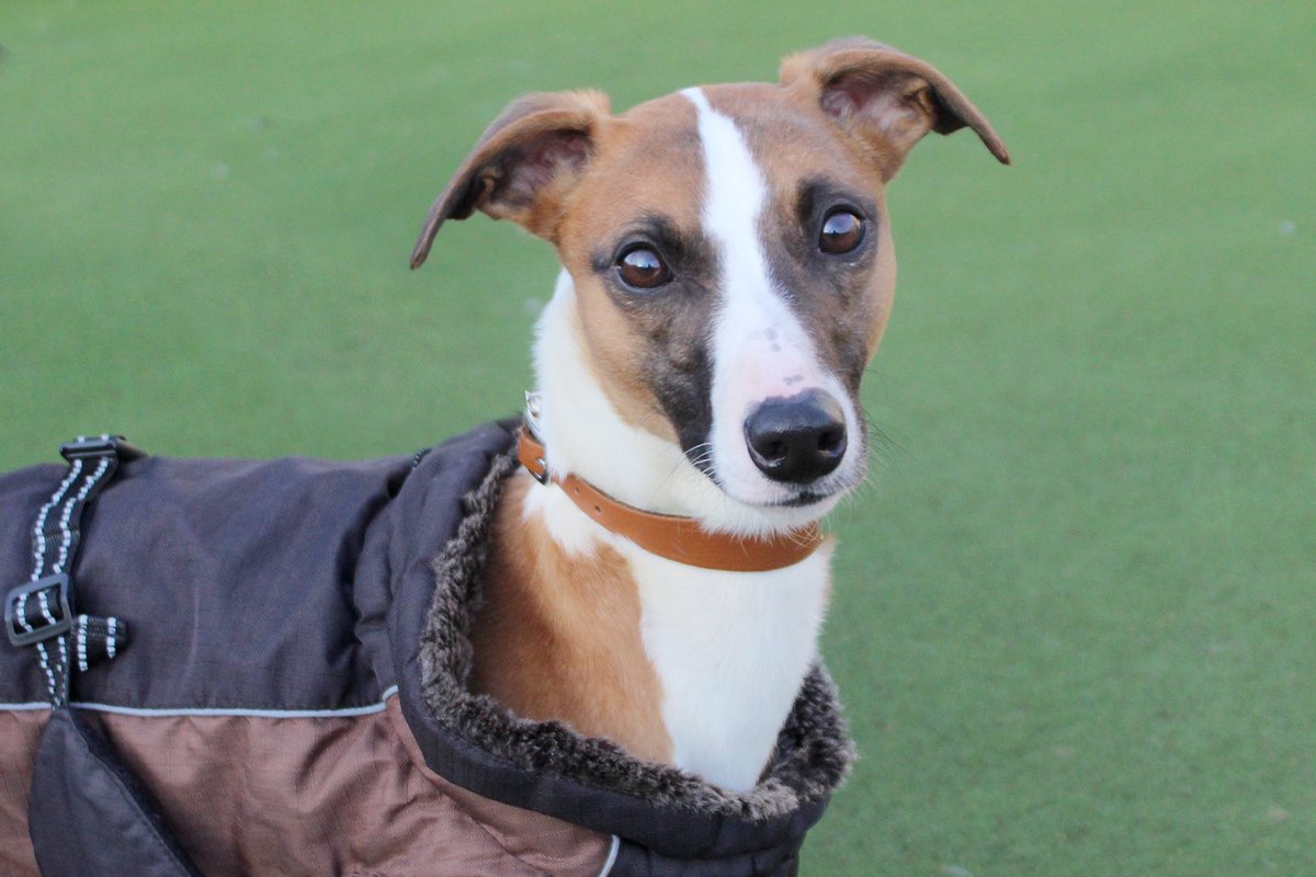 ❤️ZIPPY & SPUD❤️
These sweet boys are #besties looking for a #foreverhome together🤞

⬇️Meet them⬇️
bit.ly/ZippySpud

#rescuedogs #manchester #whippet #dogoftheday #whippetoftheday #bestfriend #bestfriendsgoals #needsahome #adoptme #adogisforlife #adoptdontshop @DogsTrust