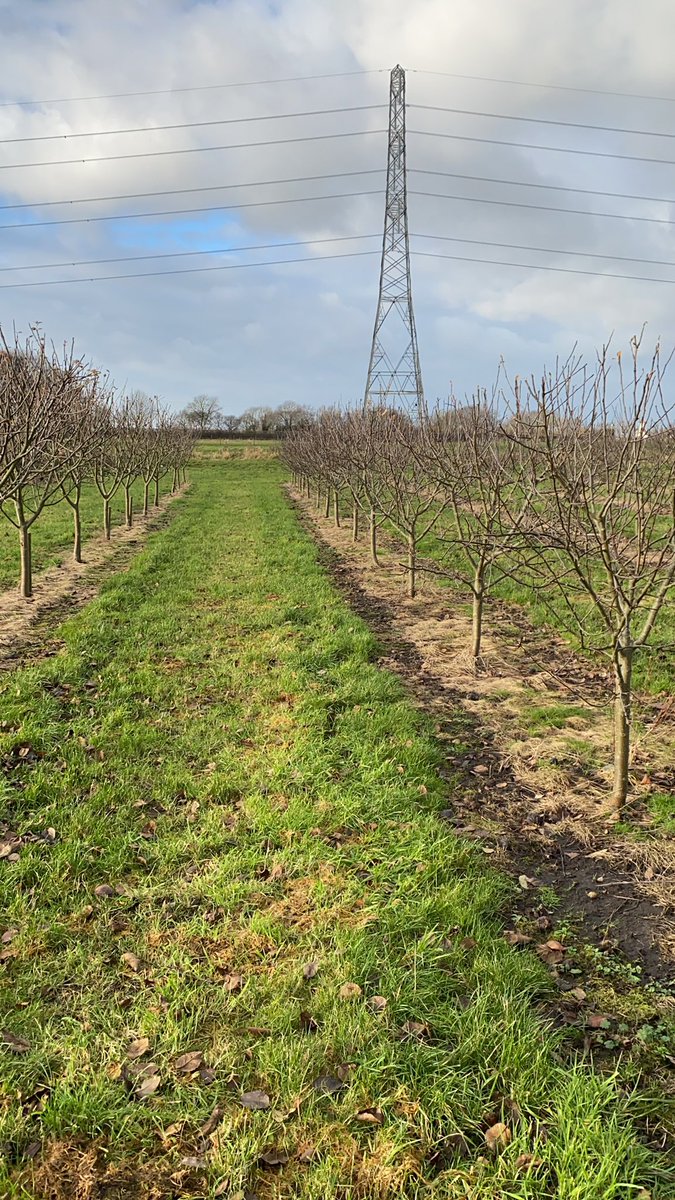 Brief walk through the orchards looking at what needs to be done in the year.  Also thinking of the wine producers in the Adelaide hills who’ve lost everything in the fires. Including our favourite, Vinteloper. Can’t begin to imagine how they must be feeling 😢