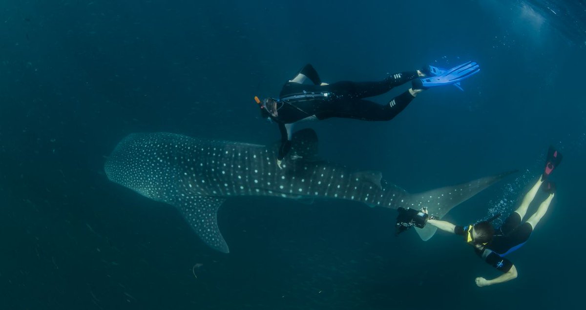 PlaneteNAUSICAA's tweet photo. Masque et tuba suffisent pour approcher les #requinsbaleines sans les déranger : photo-identification ou pose de balise, tout se passe dans le plus grand respect de l’individu. 5e jour de la #missionrequinbaleine avec #megaptera et Ludwig de #Nausicaa
📷 H-Al Qallaf-Megaptera https://t.co/EhwGPQoQe8