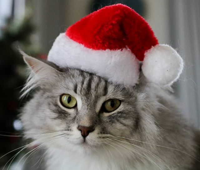 catsofyou's tweet photo. Getting ready for Christmas 🎄🎅❤️ https://t.co/rPyYCj0Kn9