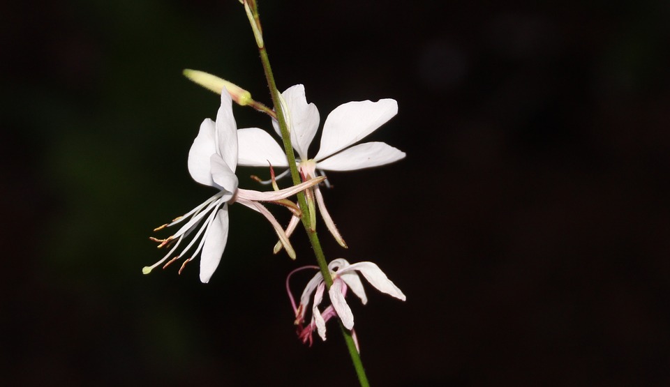 Le chèvrefeuille d'hiver est originaire de Chine. Il fleurit de décembre à mars et permet ainsi d'avoir des fleurs en plein milieu de l'hiver. #LundiFleuri