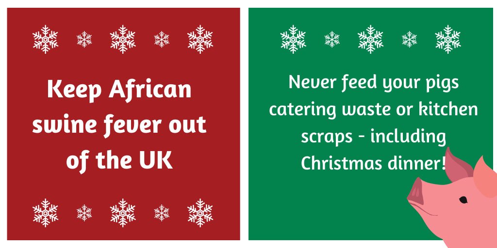 OxfordPig's tweet photo. Please  do not feed your Christmas food left-overs to your pigs as feeding kitchen &amp; catering waste to pigs can &amp; has spread diseases such as foot and mouth. Protect your pigs and the UK pig and pork industry  #ASF   https://t.co/qYMd63nzxh https://t.co/YxxQUyxBCp