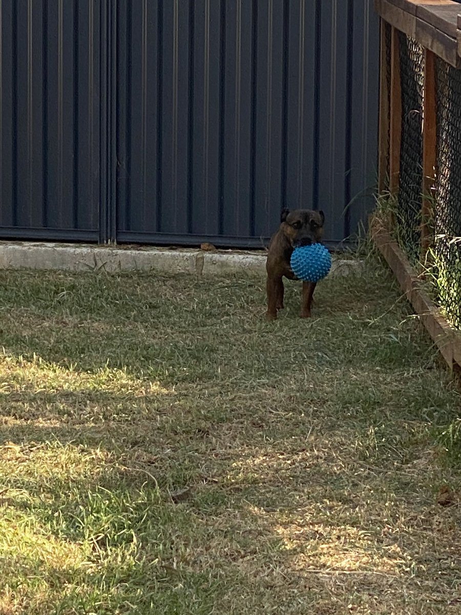 Wana play? 😂 #staffypatrol #jager #playtime #playtimefun #fetch #fetchislife #staffysofinsta #staffysofig #staffylife #staffyplay #staffystyle #staffygram #staffymoment #staffy #staffie #englishstaffy #englishstaffie #funtime