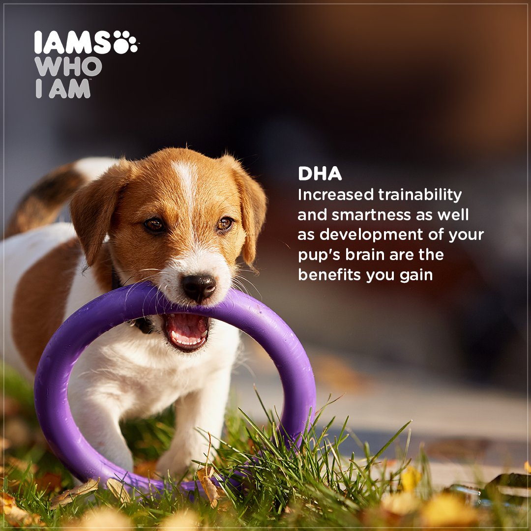 IndiaIams's tweet photo. Present in IAMS smart puppy food, DHA aids in the development of his brain, central nervous tissue & vision. It also makes your puppy smarter & improves his trainability & performance.
#TailoredRecipesFromIAMS #IAMS #IAMSWhoIAm
#UniqueBest #ingredients #omega3dha #brain https://t.co/W6Bt3pB1t7
