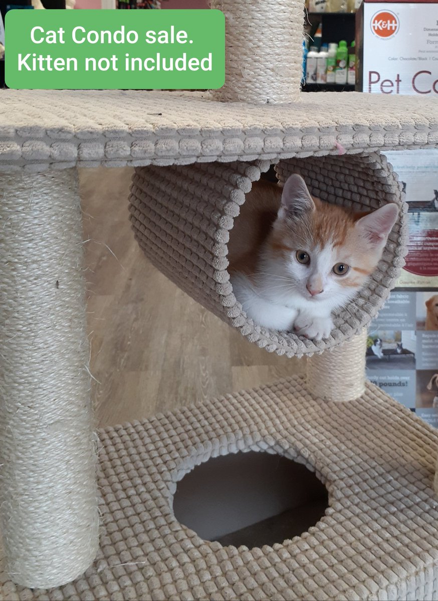 MaggysPet's tweet photo. Cat condos are for sale! #townoflincoln #Beamsville #Kitten #kittennotincluded https://t.co/q0832gTg61