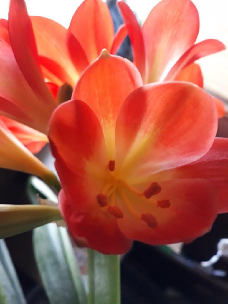 AnnetteGerdstro's tweet photo. @LoveTrueNature 💚🌺🧡😍#HappyMidWinter🌞#WinterSolstice brighter days 💙 our🏡houseflower indoors bloomin beautifully seasonal cheer🌈🕊🎶#MerryChristmas🌲🕊🎶❤☮🙏💜✌ https://t.co/JemWO5vU1W