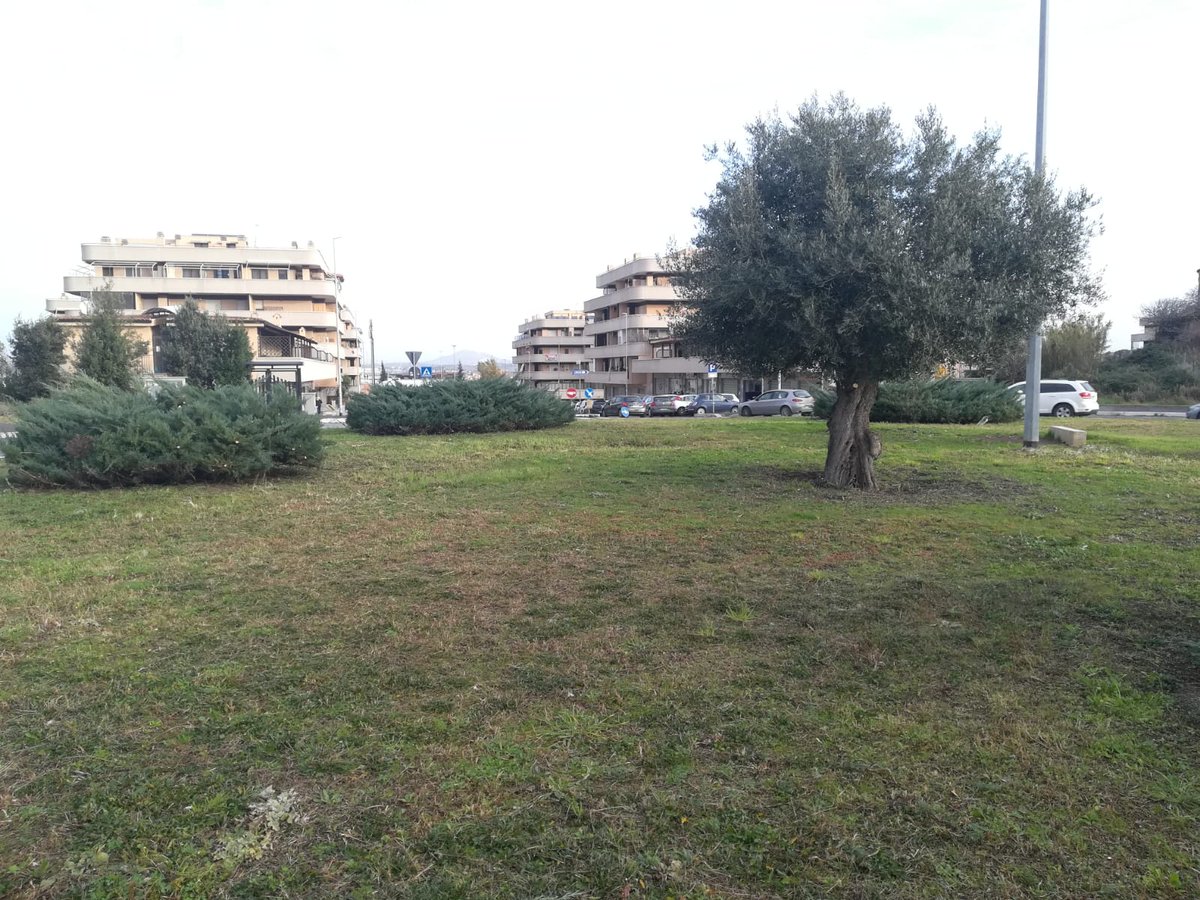 CdQ_NPdN's tweet photo. Le prime immagini di una rotonda di quartiere adottata da un generoso commerciante. Siamo sicuri che questa iniziativa farà scuola! https://t.co/2KdAv3G31W
