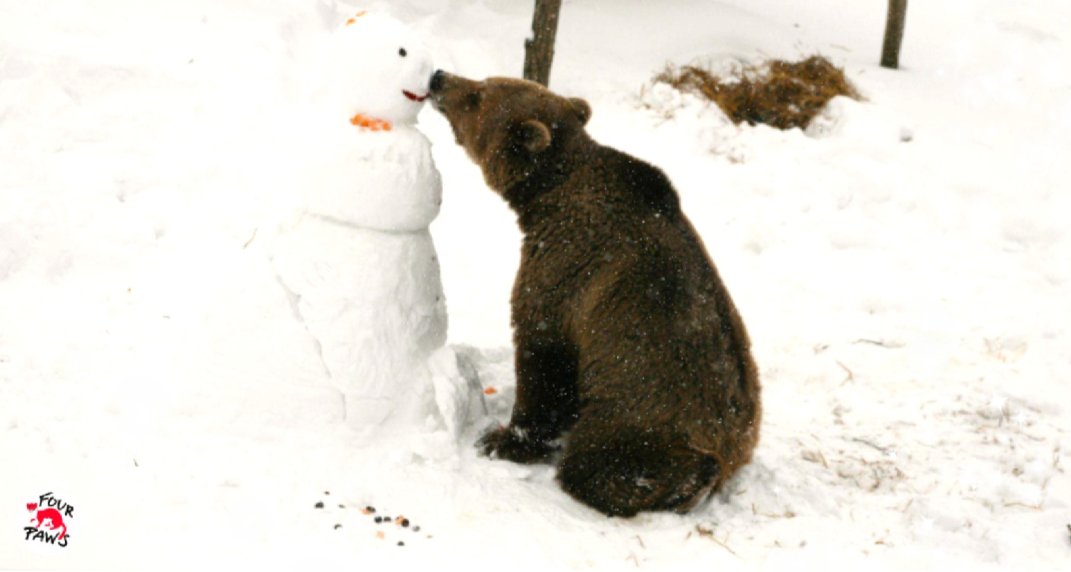 FOURPAWSUSA's tweet photo. Day 23 of Our #DaysofDecember. Bear Pashuk`s Love at First Snow. The former #SaddestBear who lived for years in a tiny cage with a chain around his neck, is quite unrecognizable these days. Pashuk loved the snowman. Even giving him a snowy kiss! https://t.co/2y3d2dhK7V