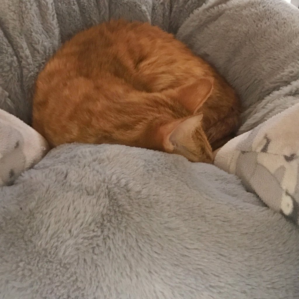 Ppyy Twitter પર 买了一个深度睡眠猫窝 Jan哥第一次主动钻起去团起睡觉了 还可以顺便暖脚 之前扔了不知多少猫 窝的老母亲流下了欣慰的泪水