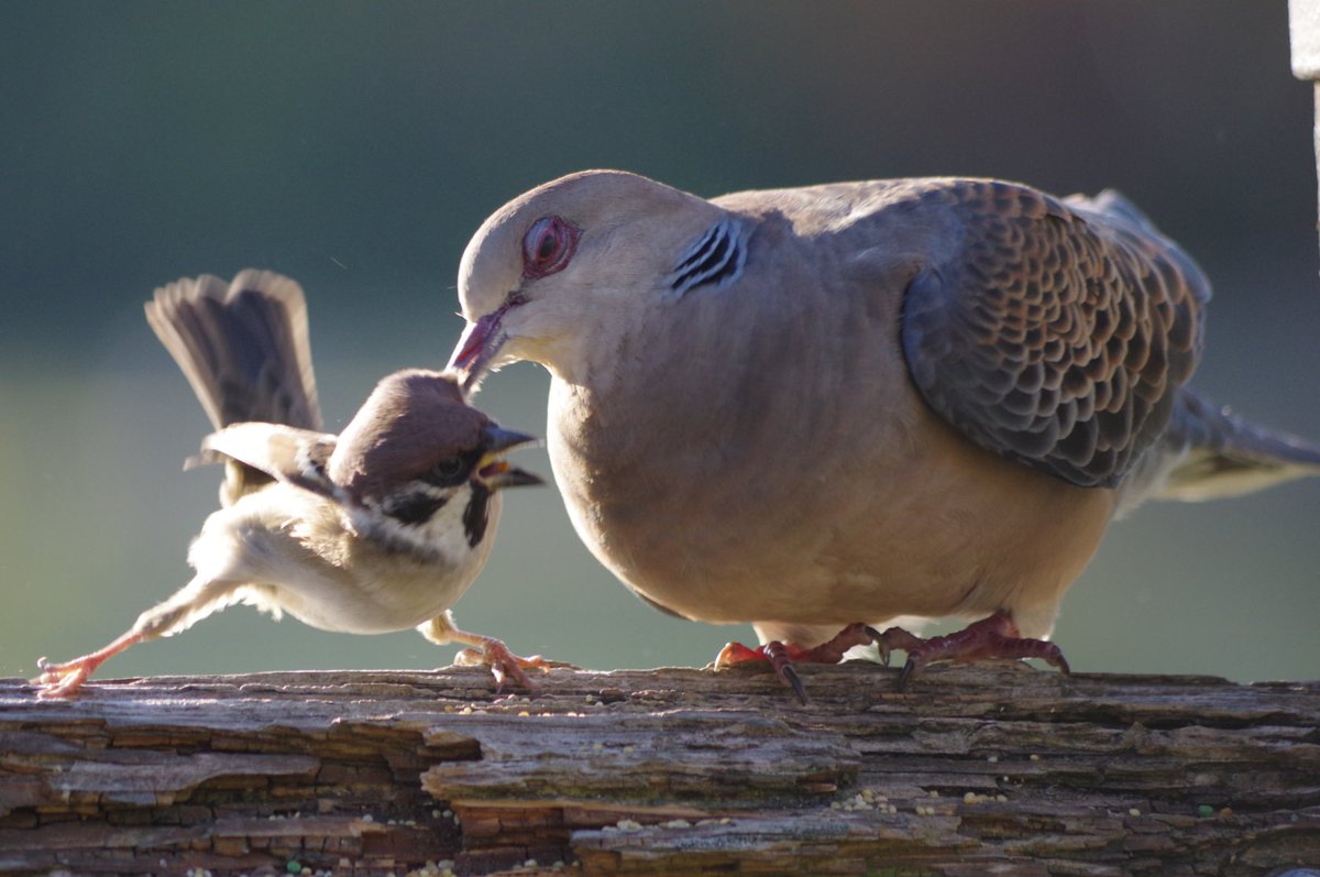 キジバトくんひどい〜
スーさんのほっぺたをつついて追い払うなんて
怪我しなくてよかったよ
#雀 #スズメ #すずめ #sparrow #鳥 #小鳥 #野鳥 #bird https://t.co/TLokYpsGPg
