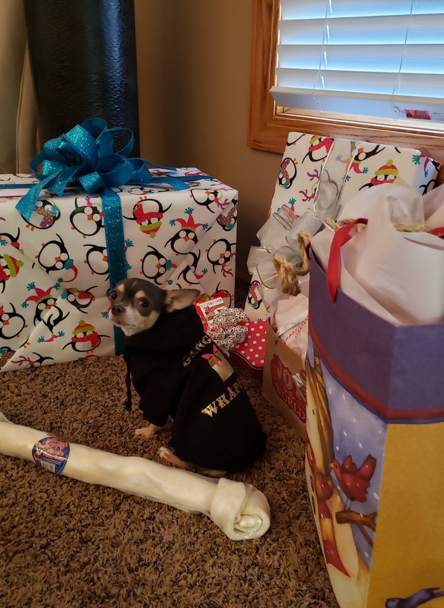 roscoe_blaze's tweet photo. Christmas Eve EVE. #MondayMadness wrapping presents with the help of #GangstaWrapper Roscoe. https://t.co/zFK607ZynG.ready. ๐ค๐ณ๐ https://t.co/R2YF5aT2hg
