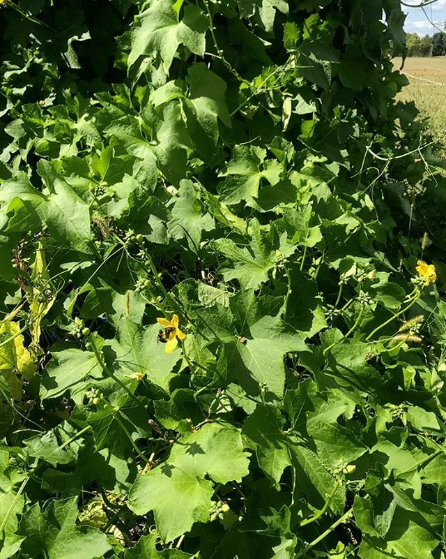 We love our #pollinators ⠀⠀⠀⠀⠀⠀⠀⠀⠀⠀⠀⠀
Our luffa squash was a hangout spot for bees, moths and butterflies this season. What should we grow here next season? 🤔 ift.tt/2ZhyQJf