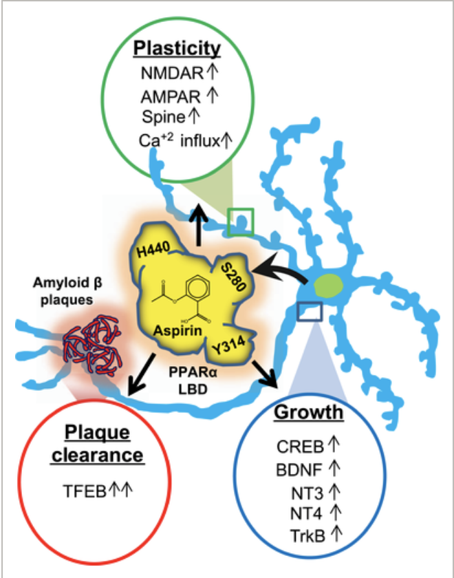 Neuroscience's tweet photo. A new review discusses how aspirin–PPARα plays a pivotal role in the amelioration of Alzheimer disease pathology via the stimulation of neurotrophic factors, upregulation of plasticity‐associated genes, & removal of plaque burden in hippocampal neurons https://t.co/RhMLkom2RF https://t.co/m7Qo1IkZG5