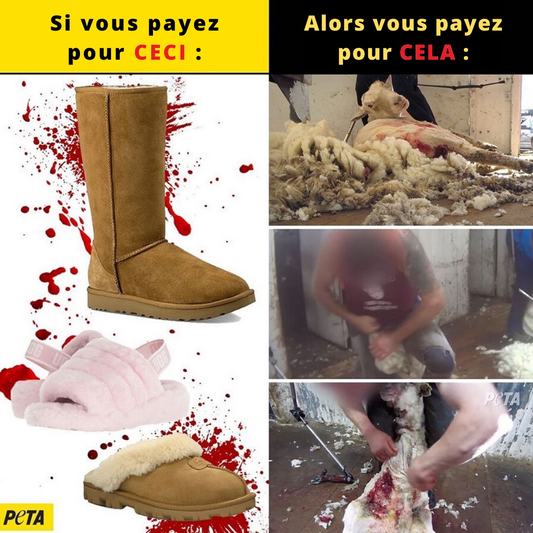 PETA France on Twitter: "Tout comme les produits en laine de @Forever21,  les @UGG proviennent aussi de la cruelle industrie de la laine où les  moutons sont battus, mutilés et tués pour