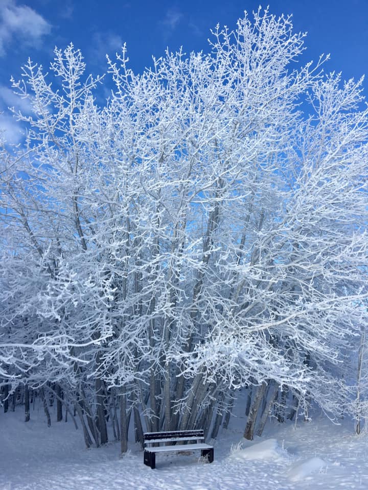 parkrunCA's tweet image. ❄️ Good morning from Nose Hill parkrun, Calgary, AB ❄️

#calgaryrunners #runyyc #runcalgary #runalberta #alberta #yycrunners