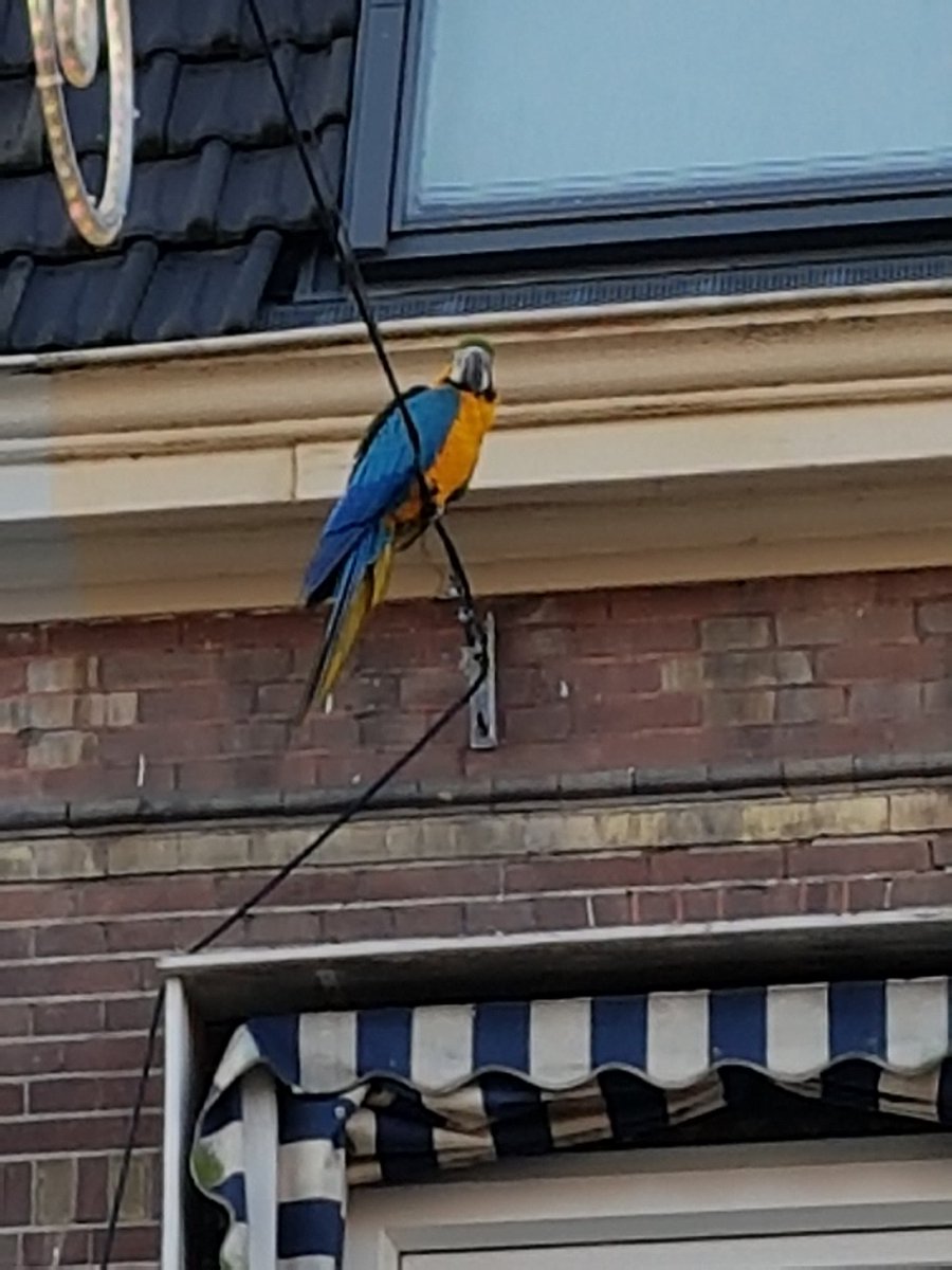 Tropische weer in de cronjé te Haarlem #papagaai aan komen vliegen