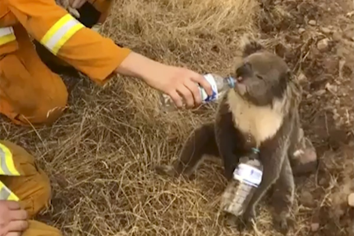 ajplus's tweet photo. Firefighters in Australia gave this exhausted koala water.

Wildfires have destroyed several wildlife habitats and killed ~2,000 koalas. Many wild animals have been spotted trying to find shelter in urban areas. https://t.co/AlYcawf3DM