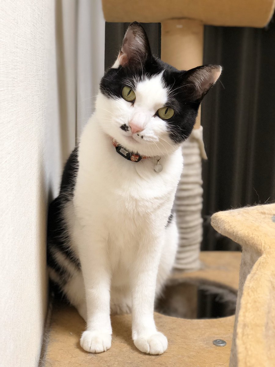 sys_caprice's tweet photo. リクエストにお応えして、宣材写真をおいときます。 https://t.co/3dxmVIftsj