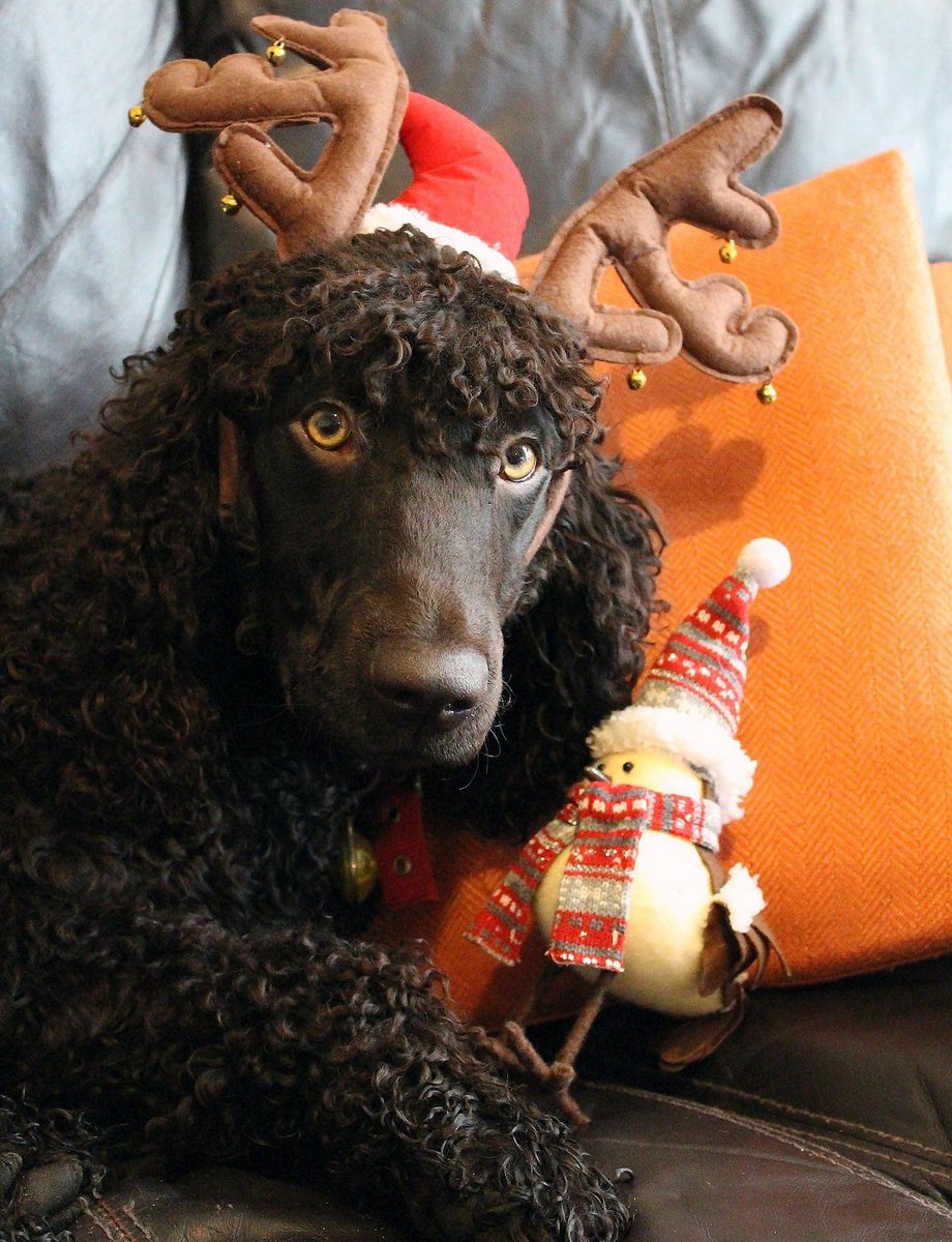 IWSAmerica's tweet photo. Flynn wishes everyone an exciting week of Holiday Fun! 
Flynn is loved by everyone, especially Carla Foulds 
#IrishWaterSpaniel #IWSCA #HappyHolidays #ChristmasTime #DogsOfTwitter #DogsInSantaHats @DogCelebration @DogAndPupLovers @DogsMonthly @AKCDogLovers @ThisDogsLife_co https://t.co/GXGJOpfPj7