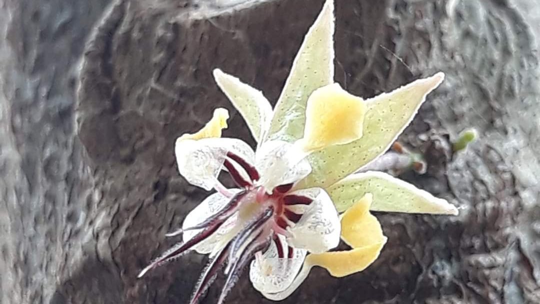 HcdaVictoria's tweet photo. "The flower is the stem’s cry of beauty to the universe"
-Vassilis Comporozos-
Beautiful and delicate but powerful, these flowers are the beginig of an extraordinary chocolate, full of flavor and full of aroma. Good monday vibes dear followers!
#chocolate https://t.co/nSLaw13lN0