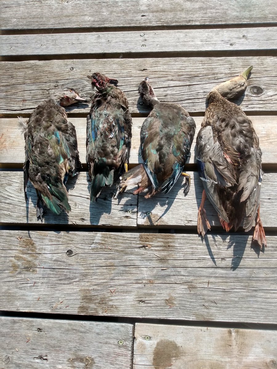 KnowlsWesley's tweet image. Duck hunting