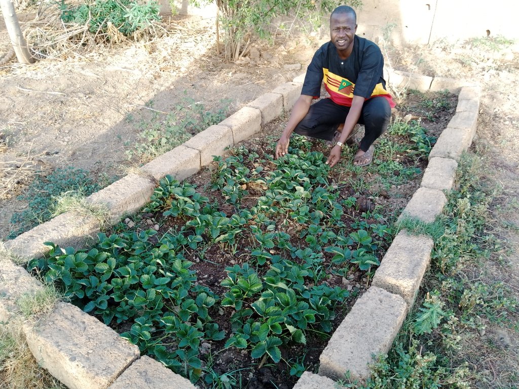 elhadjham's tweet photo. Les #fraisiers comment le produire ?
#AGRITRADE AFRICA.
#OTOGO
#O228
#TOGO https://t.co/I6Z8bi0aCf
