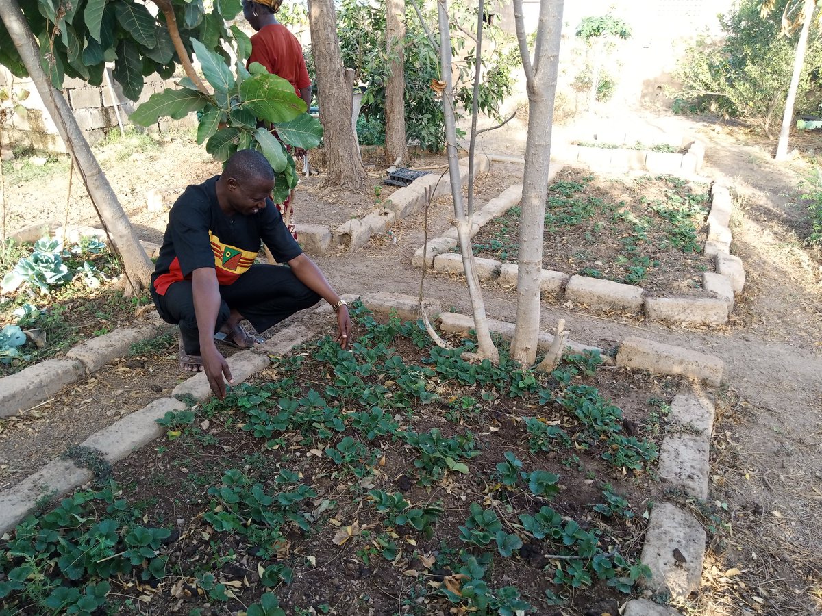 elhadjham's tweet photo. Les #fraisiers comment le produire ?
#AGRITRADE AFRICA.
#OTOGO
#O228
#TOGO https://t.co/I6Z8bi0aCf