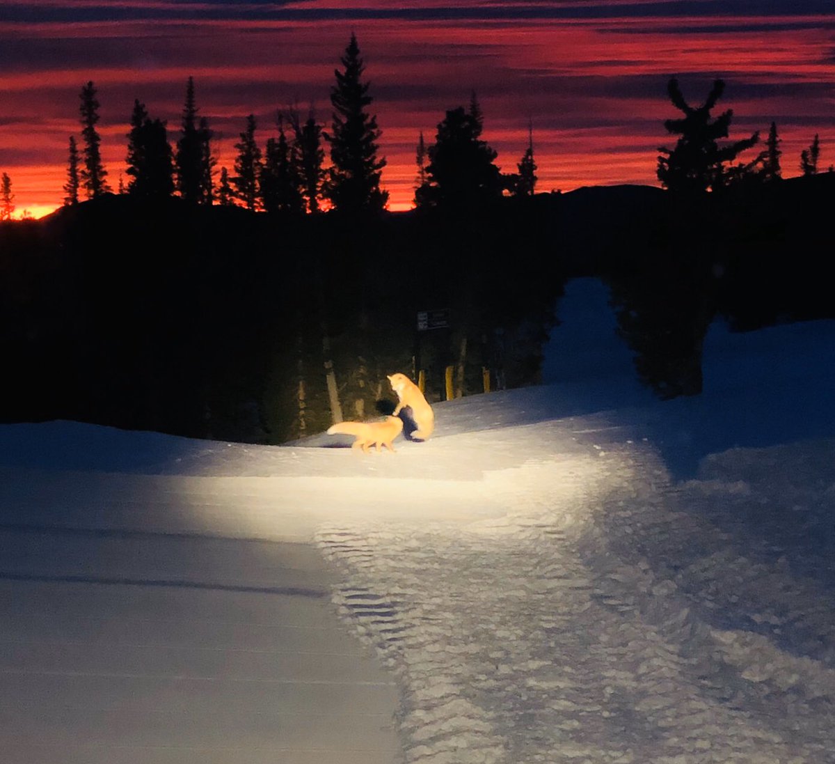 FOXY! Snowcat operator Tom Anderson spotted these foxes early this morning at Eldora. Can anyone guess the location? 🦊🦊🏔❄️