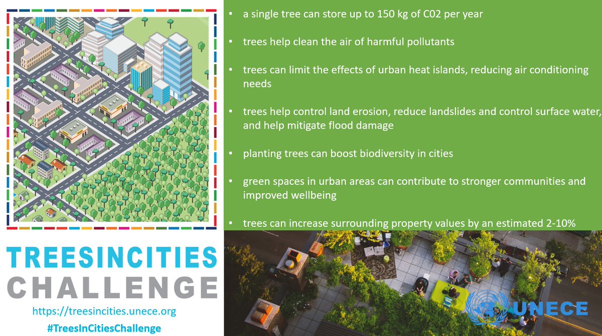 Cities around the world have so far pledged to plant over 8 million trees under the #TreesInCitiesChallenge, launched by @UNECE and Mayors to scale up #ClimateAction in urban areas 

⏩ treesincities.unece.org
@GlobalGoalsUN @ladealba @ICLEI @BonnGlobal @erionveliaj @UNFCCC @FAO
