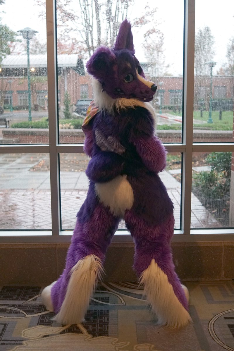StirlingCorgi's tweet photo. A cute collie sweetie i ran into at Anthro South East. #anthrosoutheast #fursuit https://t.co/BYEjQaZB0C