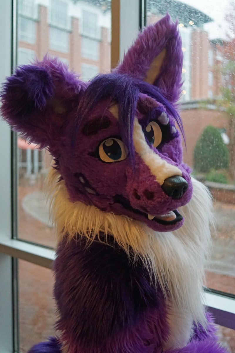 StirlingCorgi's tweet photo. A cute collie sweetie i ran into at Anthro South East. #anthrosoutheast #fursuit https://t.co/BYEjQaZB0C