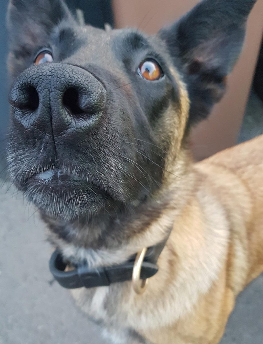 Nights PD Tally detained 3 intruders on a barge in Amber Valley area. Later in the night handler stops a vehicle involved in an incident Matlock which leads to the driver being swiped with @drugwipeuk cocaine detected. Driver arrested and blood samples obtained. #dontdrugdrive