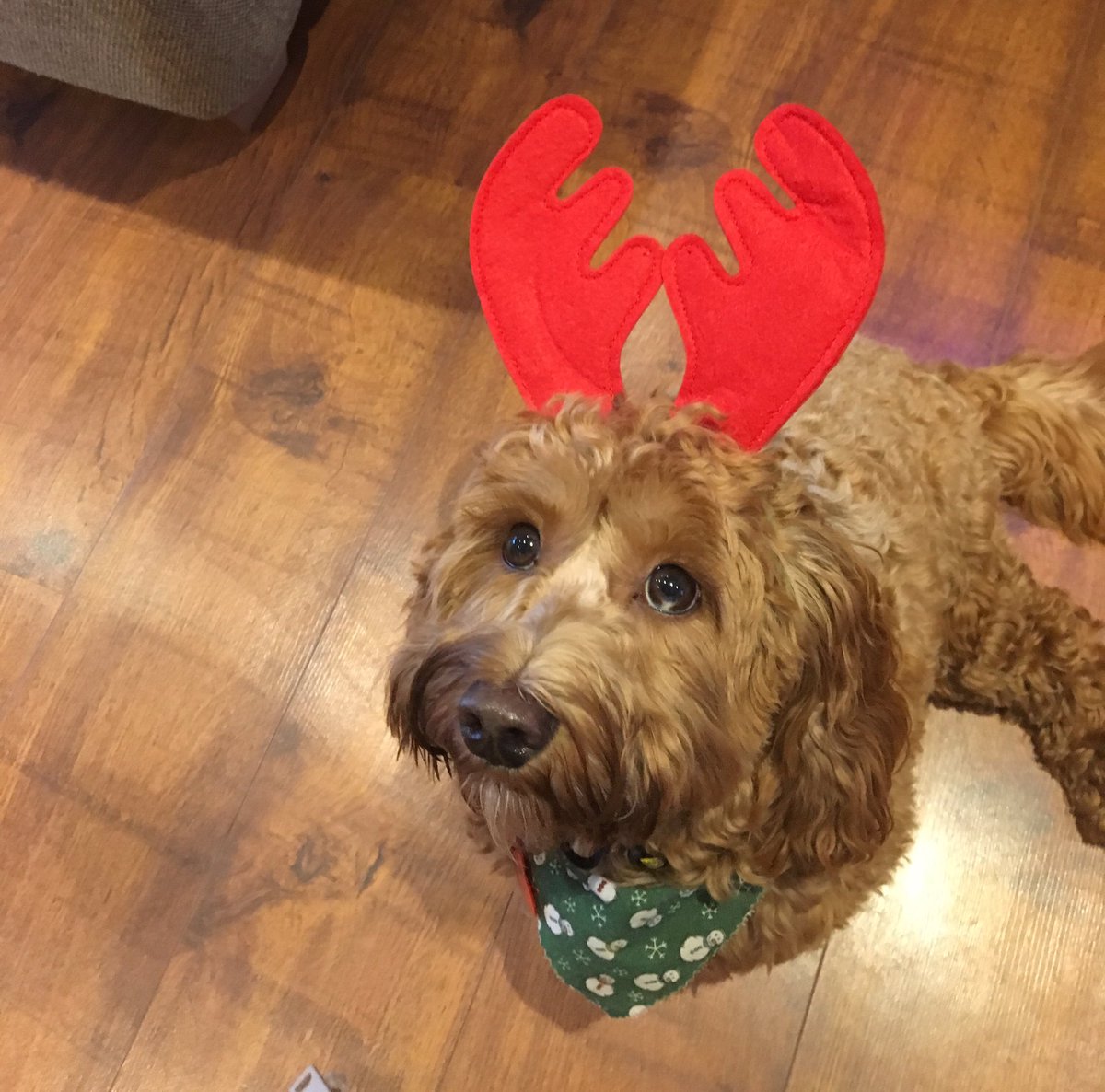 cerysjones00's tweet photo. Little reindeer ready for Santa 🥺 https://t.co/nefdrRIaVR