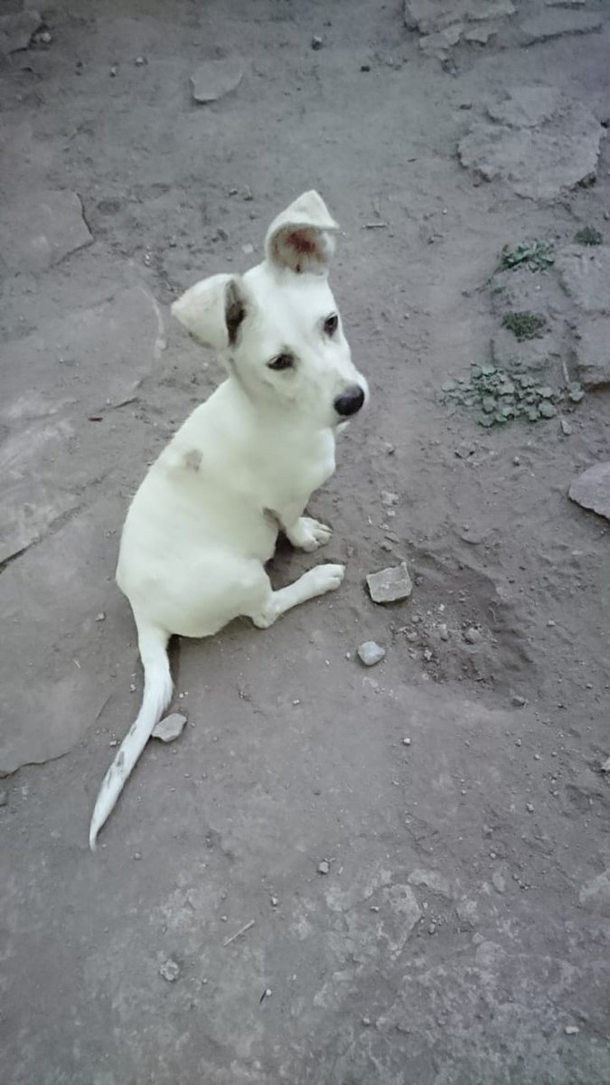 FundacionToby's tweet photo. Cachorrita en #ADOPCIÓN
✔️9 meses
✔️Talla mediana/pequeña
✔️ Desparasitada
✔️Esteeilizada
Información: 5510058313
RT https://t.co/jh61FLWWKR