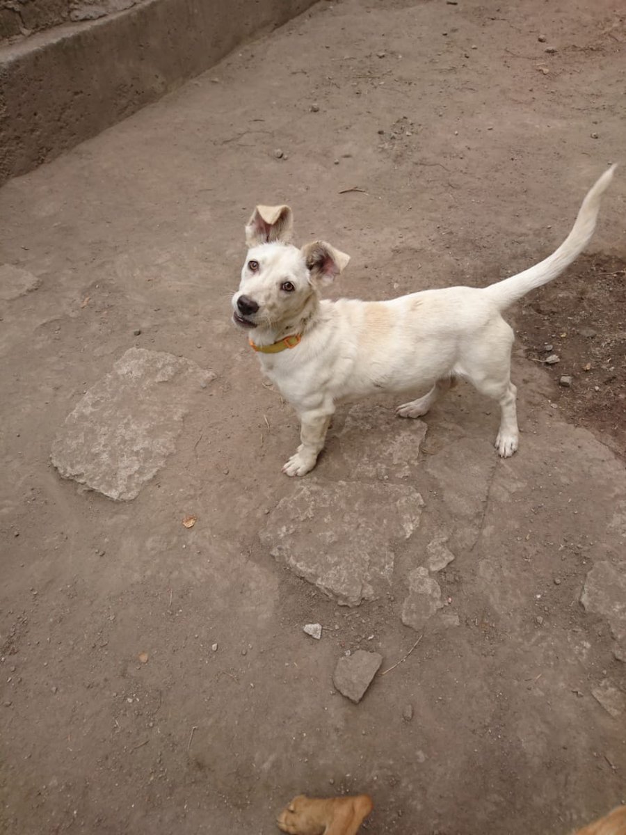 FundacionToby's tweet photo. Cachorrita en #ADOPCIÓN
✔️9 meses
✔️Talla mediana/pequeña
✔️ Desparasitada
✔️Esteeilizada
Información: 5510058313
RT https://t.co/jh61FLWWKR