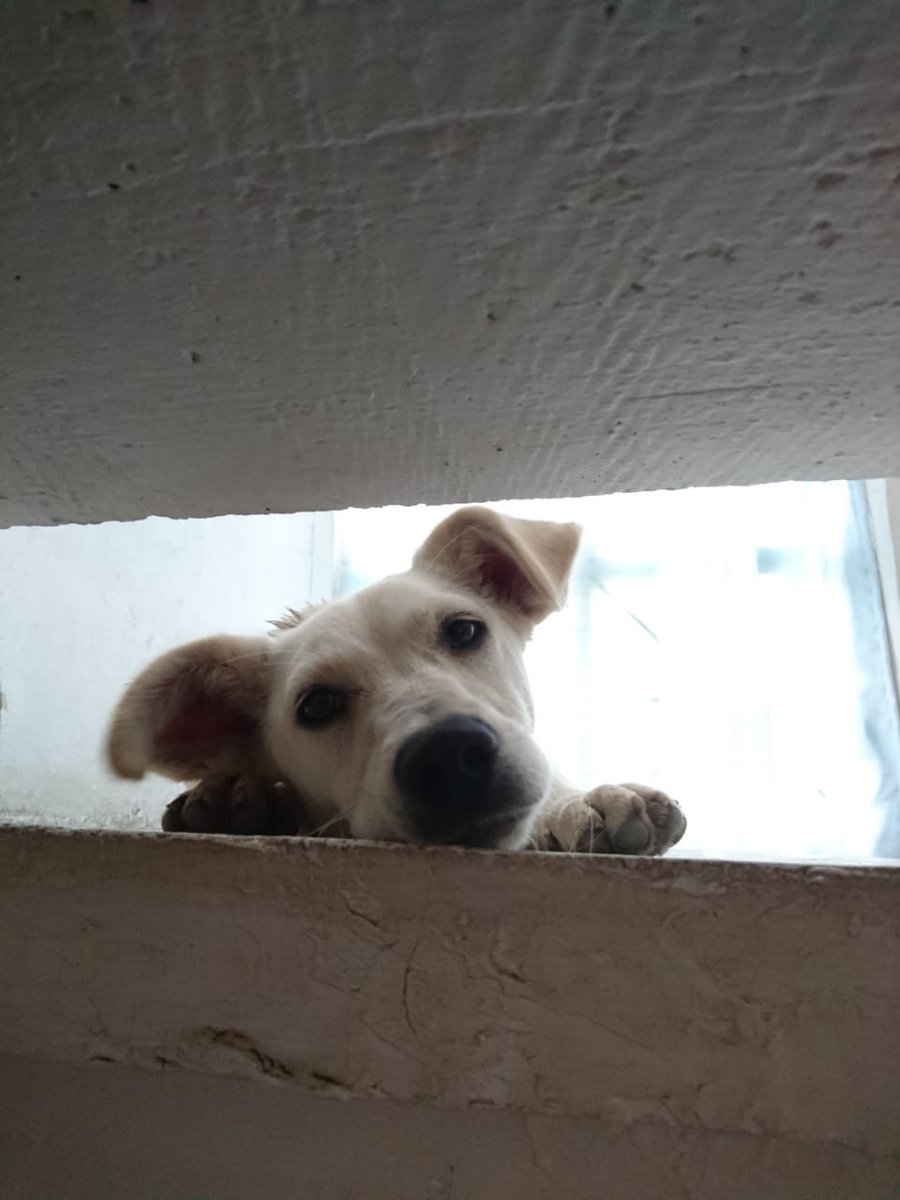 FundacionToby's tweet photo. Cachorrita en #ADOPCIÓN
✔️9 meses
✔️Talla mediana/pequeña
✔️ Desparasitada
✔️Esteeilizada
Información: 5510058313
RT https://t.co/jh61FLWWKR