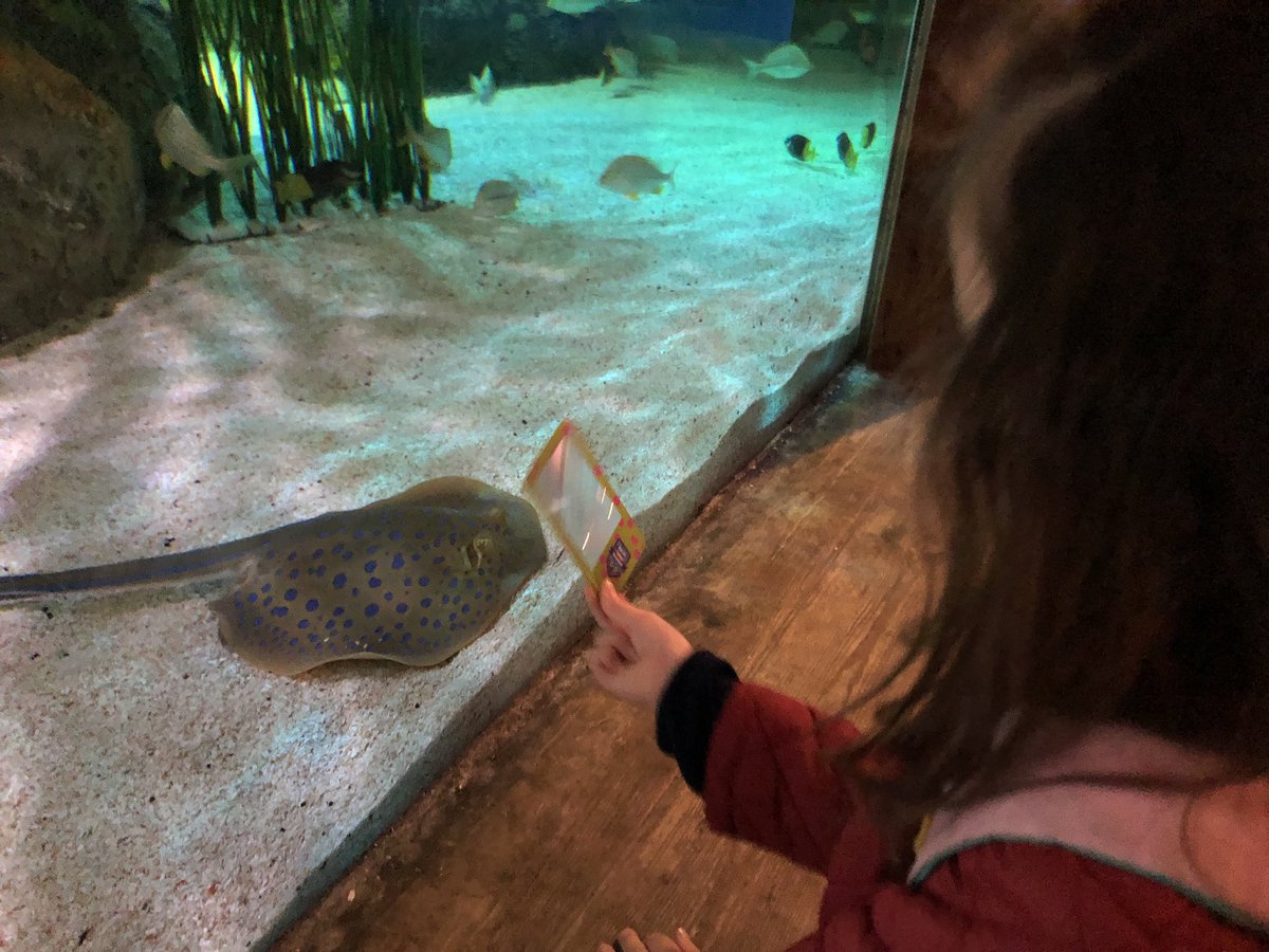GaryLaybourne's tweet photo. Amazing day with my eldest @SEALIFEBrighton where its not just about seeing and learning about marine life but also how we impact our environment
Shes one happy โJunior Rangerโ who took her #SLTPledge and even wanted to pick up some litter on Brighton beach after!๐โป๏ธ #OurPlanet https://t.co/wJ6hxFczgg