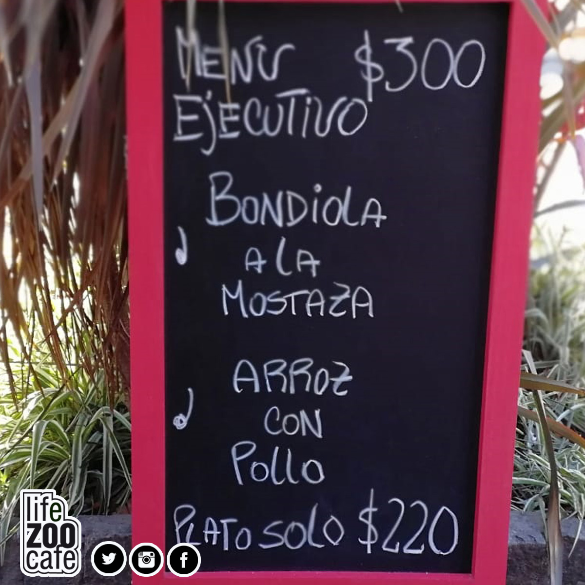 Lifezoocafe tweet media