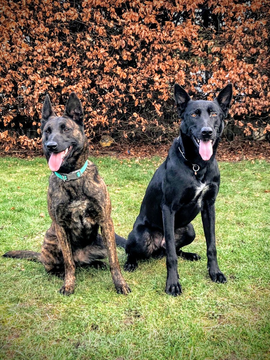 WMP Dog Unit tweet media