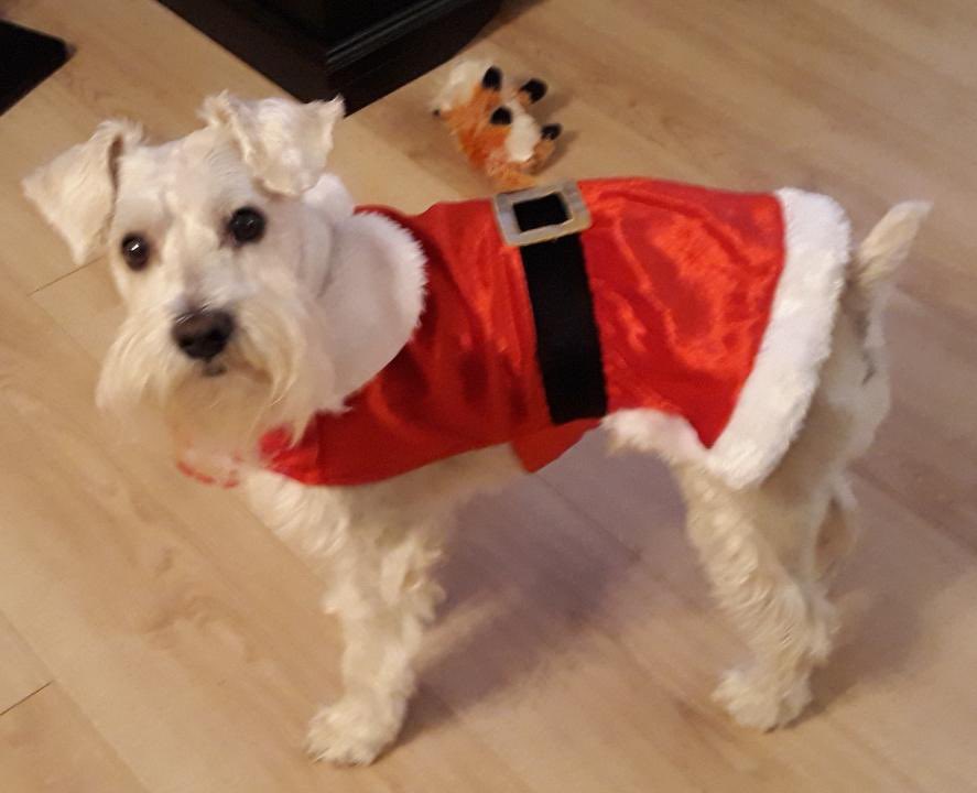 CSL32127's tweet photo. Otto is helping Santa this year! https://t.co/quYgl0psXB
