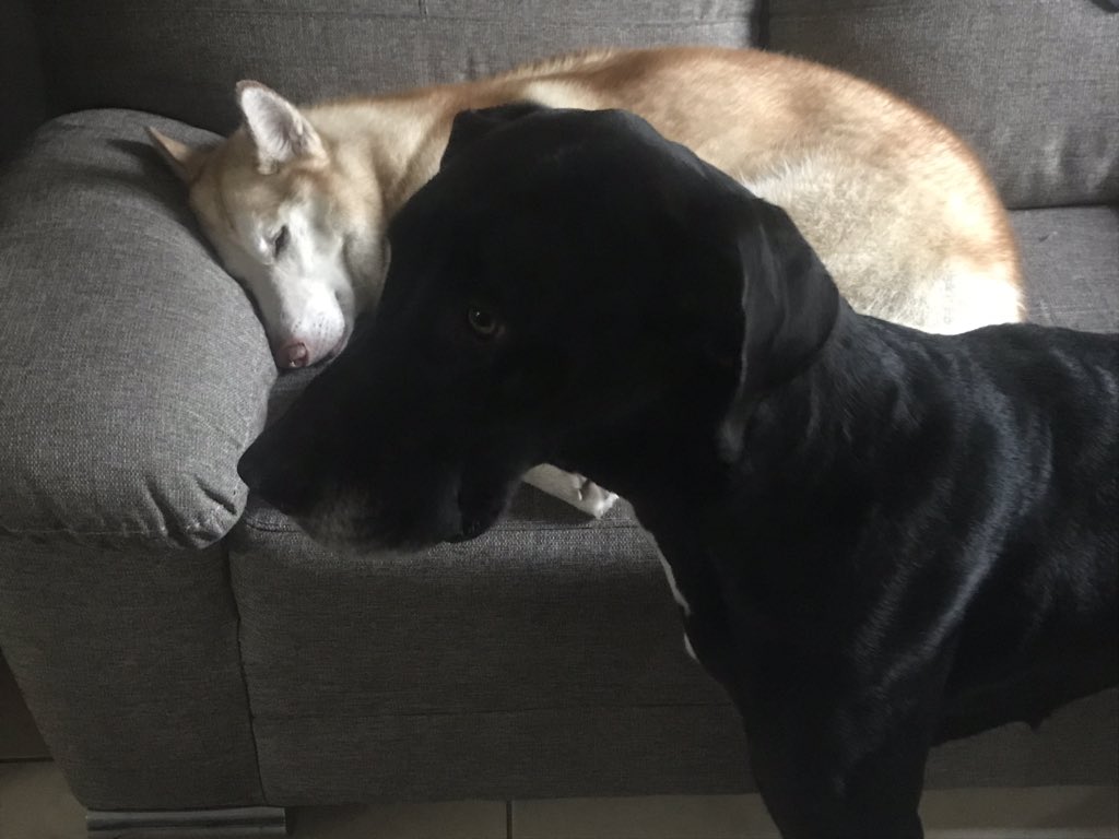 14Ndr0's tweet photo. Los perros saben lo que es una fotografía? #Dogfie #dogspotting #husky #greatdane https://t.co/THksz4X6te